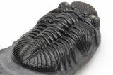 Prone, Drotops Trilobite - Excellent Eye Detail #230485-5